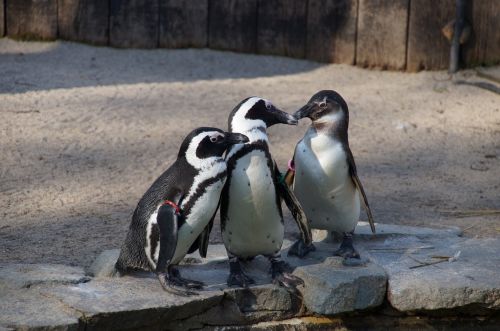 Pingvinas, Vandens Paukštis, Zoologijos Sodas