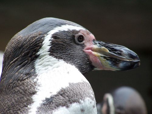 Pingvinas, Gyvūnai, Humboldto Pingvinas, Peru Pingvinas, Paukščiai