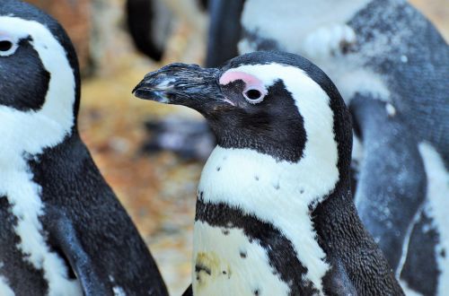 Pingvinas, Jūrų Žinduolis, Zoologijos Sodas
