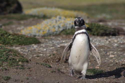 Pingvinas, Į Pietus, Patagonia, Antarctic Penguin, Magelanas, Turizmas, Gamta, Chilean Patagonia, Pingvino Lizdas