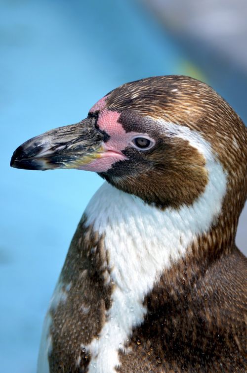 Pingvinas, Akiniai Pingvinas, Humbo, Humboldto Pingvinas, Vandens Paukštis, Spheniscus Humboldti, Laukinės Gamtos Fotografija, Gamta, Plumėjimas, Vandens Paukščiai