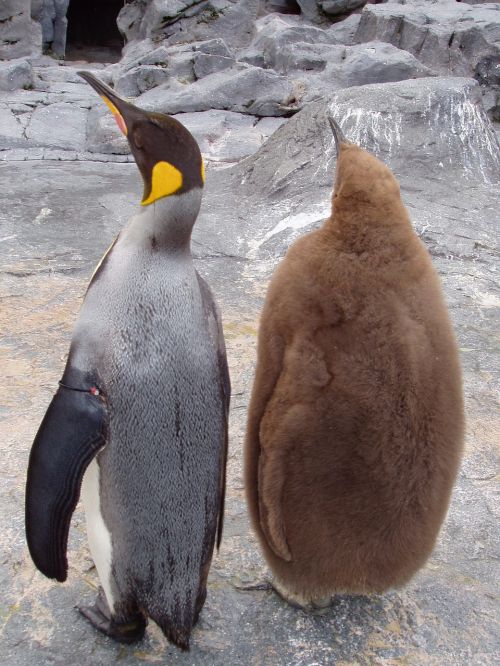 Pingvinas, Tėvas Vaikas, Zoologijos Sodas, Akvariumas
