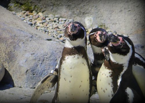 Pingvinas, Zoologijos Sodas, Paukštis, Gamta, Antarctic