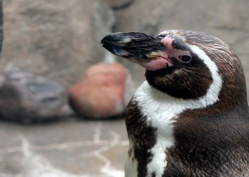 Pingvinas, Zoologijos Sodas, Paukštis, Laukinė Gamta