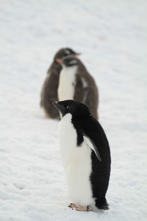 Pingvinas, Antarctica, Maži Gyvūnai