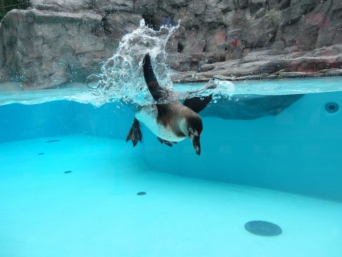 Pingvinas, Jau Aš Plaukiu, Zoologijos Sodas, Fauna, Gamta