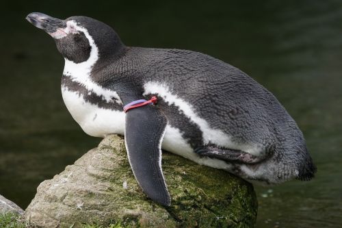 Pingvinas, Humboldto Pingvinas, Paukštis, Vandens Paukštis, Akiniai Pingvinas, Plunksna, Spheniscus Humboldti