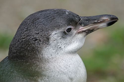 Pingvinas, Humboldto Pingvinas, Jaunas Gyvūnas, Paukštis, Vandens Paukštis, Akiniai Pingvinas, Plunksna, Spheniscus Humboldti
