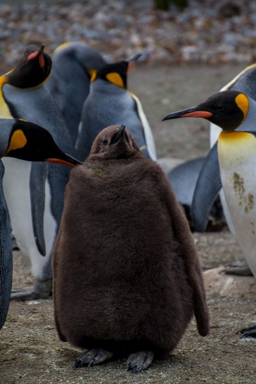 Pingvinas, Pingu, Jaunas Pingvinas, Kūdikis, Tėvai, Rūpestis, Rūpestis, Karališkasis Pingvinas, Imperatoriaus Pingvinas