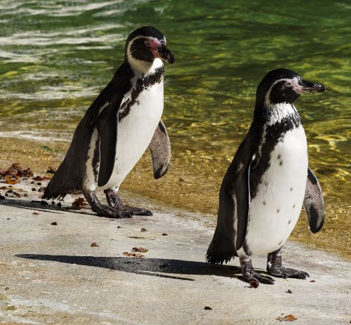 Pingvinas, Pietų Afrika, Aves, Gyvūnai, Gyvūnas