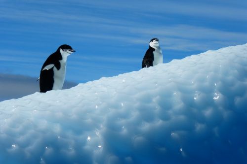 Pingvinas, Antarctica, Paukščiai, Ledas