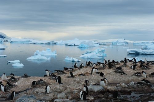 Pingvinas, Sala, Mėlynas, Gyvūnas, Antarctica, Melsva, Gamta, Vanduo