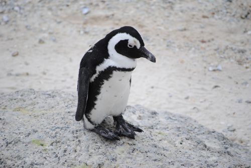 Pingvinas, Užšaldyti, Pavargęs, Afrika, Pietų Afrika, Cape Town, Papludimys