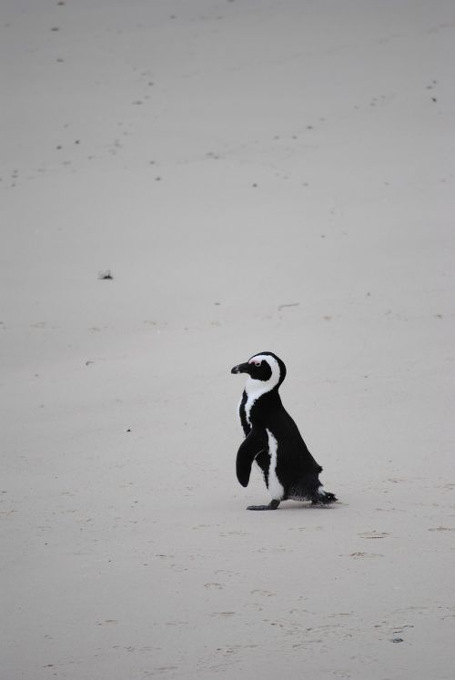 Pingvinas, Papludimys, Afrika, Pietų Afrika, Cape Town, Rieduliai