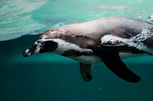 Pingvinas, Vandens, Plaukti, Pasinerti, Plūdė, Vanduo, Vandenynas, Artic, Antartica, Smokingas
