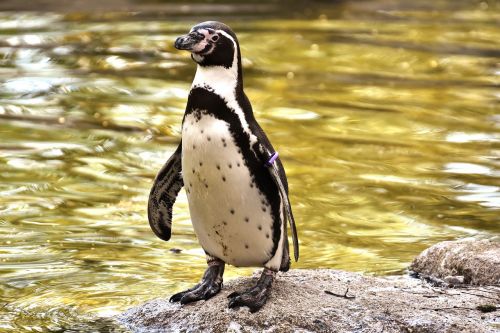 Pingvinas, Gyvūnas, Gyvūnų Pasaulis, Vandens Paukštis, Sąskaitą, Vanduo, Paukštis, Laukinės Gamtos Fotografija, Tierpark Hellabrunn, Munich