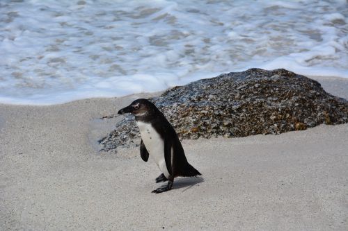 Pingvinas, Pietų Afrika, Rieduliai