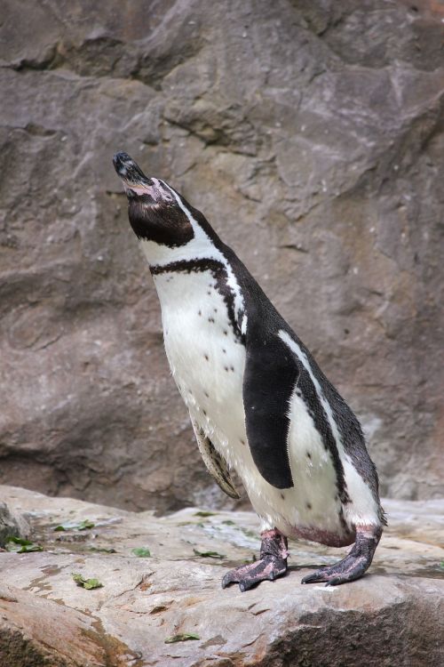 Pingvinas, Zoologijos Sodas, Vandens Paukštis, Akiniai Pingvinas