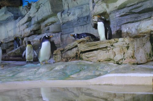Pingvinas, Kolonija, Pingvinas, Paukštis, Vandens Paukštis, Pingvino Kolonija, Zoologijos Sodas