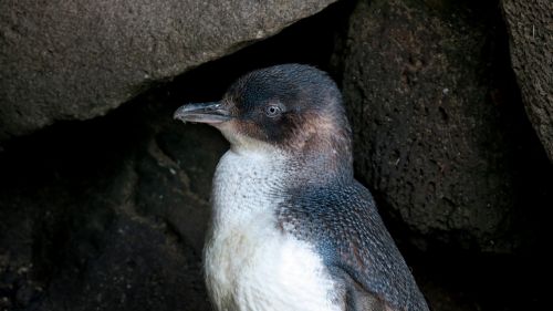 Pingvinas, Australia, Laukinė Gamta