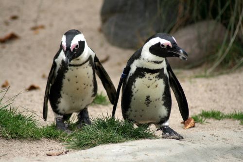 Pingvinas, Zoologijos Sodas, Gyvūnas, Pingvinas