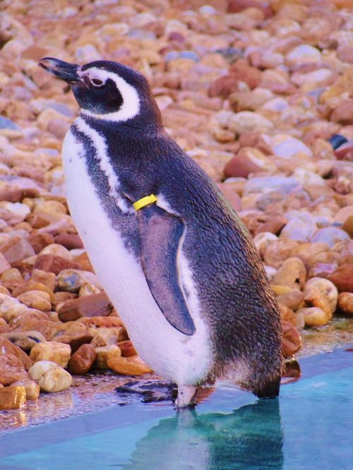 Pingvinas, Muziejus, Rio Grande