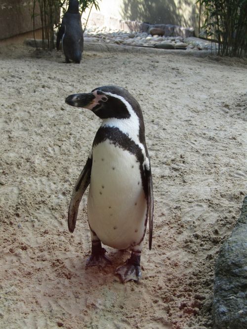 Pingvinas, Vaikščioti, Stovintis, Zoologijos Sodas