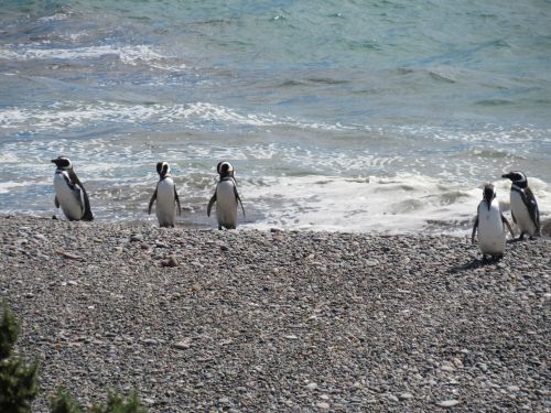 Pingvinas, Magelanas, Gamta, Patagonia, Į Pietus, Pingvinas Patagonikas, Akmenys, Argentina, Turizmas, Pietų Argentina, Ave, Argentina Patagonia, Kraštovaizdis, Natūralus