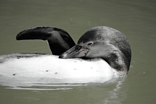 Pingvinas, Plaukti, Fin, Backstroke, Rūpestis, Galva, Vanduo, Vandens Paukštis, Paukštis, Zoologijos Sodas, Gyvūnas, Sąskaitą, Gyvūnų Pasaulis, Pingvino Baseinas, Uždaryti, Akvariumas, Šlapias, Schwimmvogel, Gamta, Padaras, Akys, Įdomu, Patikimas, Gyvūnų Portretas