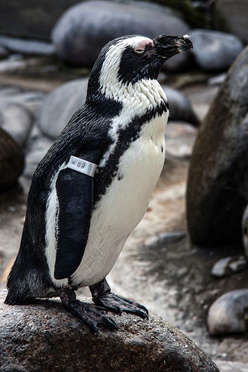 Pingvinas, Humboldto Pingvinas, Gyvūnas, Zoologijos Sodas, Paukštis