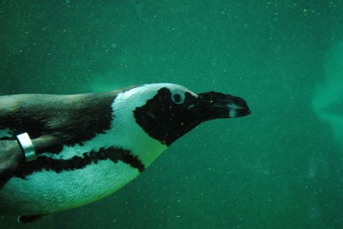 Pingvinas, Pingvinas Po Vandeniu, Vandens Gyvūnai