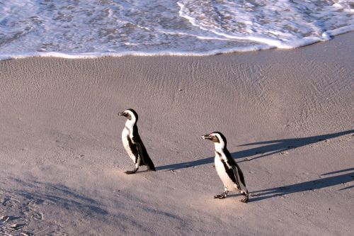 Pingvinas, Gamta, Smėlis, Jūra, Kranto