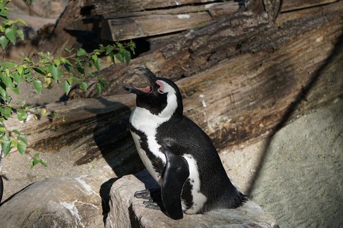 Pingvinas,  Zoo,  Gyvūnijos Pasaulyje,  Pobūdį,  Gyvūnas,  Antarktida