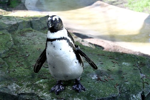 Pingvinas,  Paukštis,  Pobūdį,  Gyvūnijos,  Lauke,  Gyvūnas,  Artis,  Zoo,  Amsterdam Zoo,  Neskraidantis