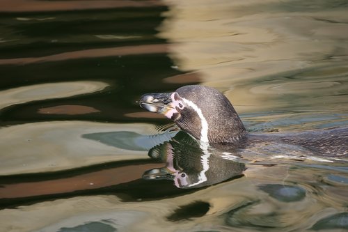 Pingvinas,  Asilas Pingvinas,  Gyvūnijos Pasaulyje,  Paukščių Parkas Marlow