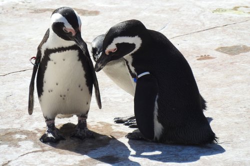 Pingvinas,  Zoo,  Pobūdį,  Gyvūnai