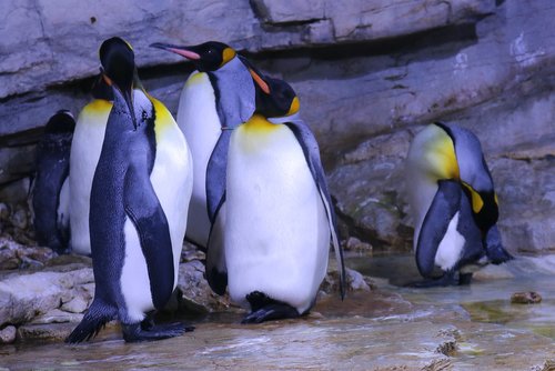 Pingvinas,  Zoo,  Gyvūnas,  Gyvūnijos Pasaulyje,  Vandenys,  Pobūdį,  Jūra