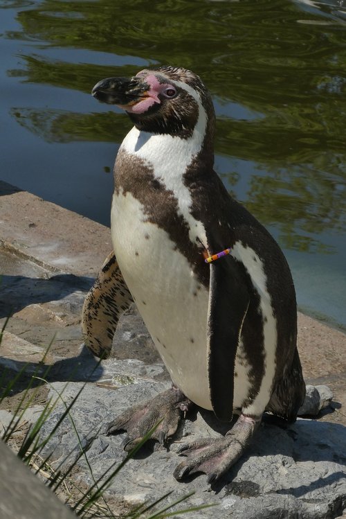 Pingvinas,  Zoo,  Zoo Planckendael,  Belgija,  Jūros Paukščių