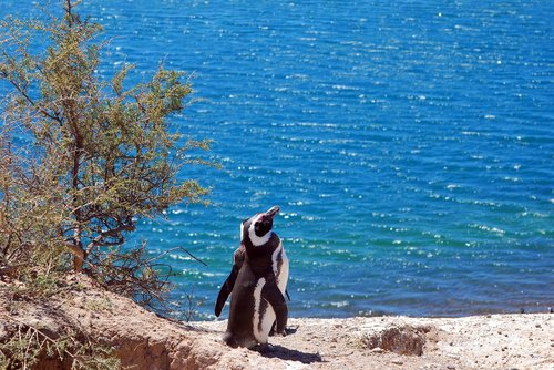 Pingvinas,  Patagonia,  Argentinos,  Jūra,  Gamta