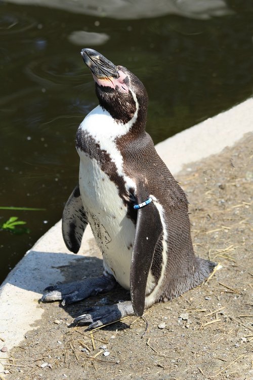 Pingvinas,  Zoo,  Planckendael,  Vandens Paukščiai,  Snapas