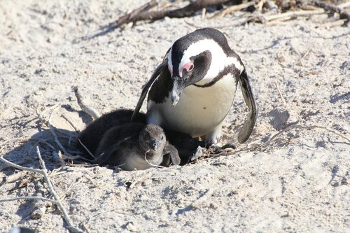 Pingvinas,  Pingvinas Kūdikis,  Pietų Afrika,  Keiptaunas,  Mama Ir Kūdikis,  Papludimys
