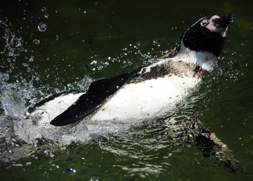 Pingvinas, Humboldto Pingvinas, Paukštis, Vandens Paukštis, Plaukti, Vanduo