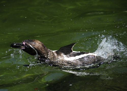 Pingvinas, Humboldto Pingvinas, Paukštis, Vandens Paukštis, Plaukti, Vanduo