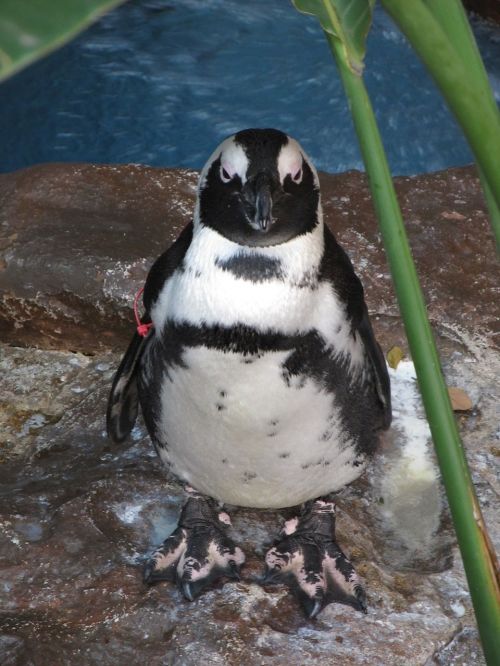 Pingvinas, Juodaodis Pingvinas, Paukštis, Geros Viltys, Afrika, Dalaso Akvariumas Pasaulyje, Nelaisvė, Pietų Afrika