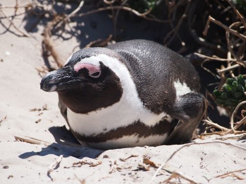 Pingvinas, Paukštis, Pietų Afrika, Papludimys, Smėlis