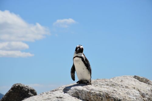 Pingvinas, Papludimys, Pietų Afrika, Vanduo, Užsakytas, Rokas