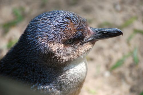 Pingvinas, Fėjų Pingvinas, Paukštis, Laukinė Gamta, Jūrų, Polar, Šaltas, Australia