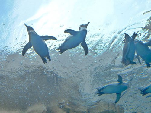 Pingvinas,  Akvariumas,  Vanduo,  Plaukti