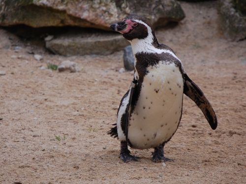 Pingvinas, Paukštis, Gamta, Laukinė Gamta, Gyvūnas, Mielas, Zoologijos Sodas, Lauke