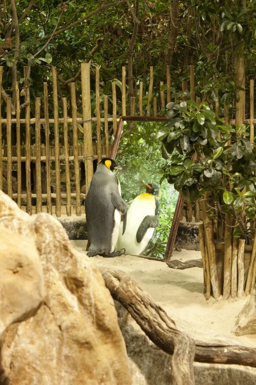 Pingvinas,  Zoologijos Sodas,  Tuštuma